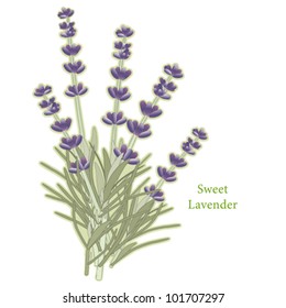 Lavender Herb. Sweet flowers for the garden and perfume, classic ingredient of French cooking herb blend, Herbes de Provence. See other herbs and spices in this series. EPS8 compatible.