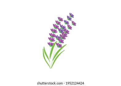 Lavender herb Vector illustration isolated on white background