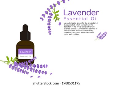 vector de hierba de lavanda aislado en fondo blanco ep03