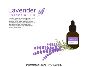 vector de hierba de lavanda aislado en fondo blanco ep01