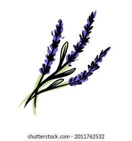 Lavender icon logo in hand drawn style on white background. Hand drawn lavender illustration in colorful style