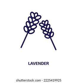 icono de lavanda de la colección de naturaleza. Espliego lineal delgado, orgánico, icono de contorno floral aislado en fondo blanco. Signo de lavanda vectorial de línea, símbolo para web y móvil