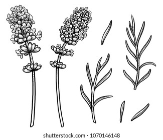 Lavender illustration, drawing, engraving, ink, line art, vector
