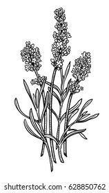 Lavender Illustration, Drawing, Engraving, Ink, Line Art, Vector