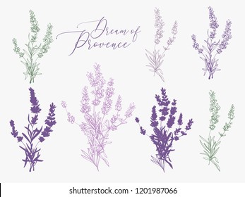 Lavender illustration with herbs and lettering. Watercolor outline vintage sketch on white background. Vector botanical paking or card design.