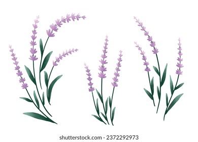 Lavender illustration set vector image