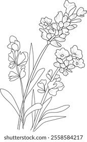 Lavender isolated, hand-drawn floral element. vector illustration bouquet of Lavender flowers, sketch art beautiful calla flower tattoo, coloring page for adults, botanical Lavender drawing