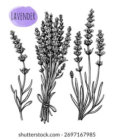 Lavender. Isolated ink sketch. Hand drawn vintage engraving illustration.