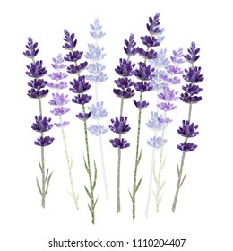 Lavender isolated on white background vector illustration