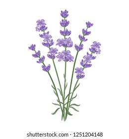 Lavender isolated on white background.
Bunch of violet flowers. Vector illustration in cartoon flat simple style.