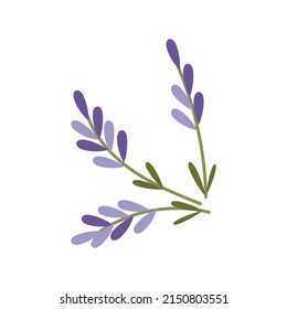 lavender isolated on white background. Vector illustration