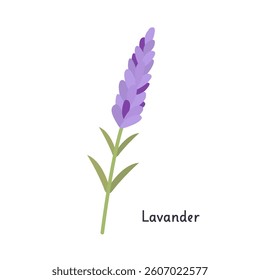 Lavender isolated on white background. Vector illustration with lavender plant. Color logo, icon. Element for printing, design, web, cards. EPS 10