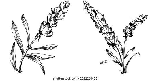 Lavender Isolated sketch illustration. Hand drawn element for wedding herb, plant or monogram with elegant leaves for invitation save the date card design. Botanical rustic trendy greenery.
