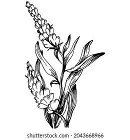 Lavender Isolated sketch illustration. Hand drawn element for wedding herb, plant or monogram with elegant leaves for invitation save the date card design. Botanical rustic trendy greenery.