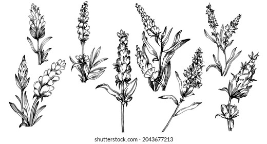 Lavender Isolated sketch illustration. Hand drawn element for wedding herb, plant or monogram with elegant leaves for invitation save the date card design. Botanical rustic trendy greenery.
