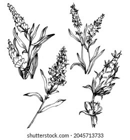Lavender Isolated sketch illustration. Hand drawn element for wedding herb, plant or monogram with elegant leaves for invitation save the date card design. Botanical rustic trendy greenery.