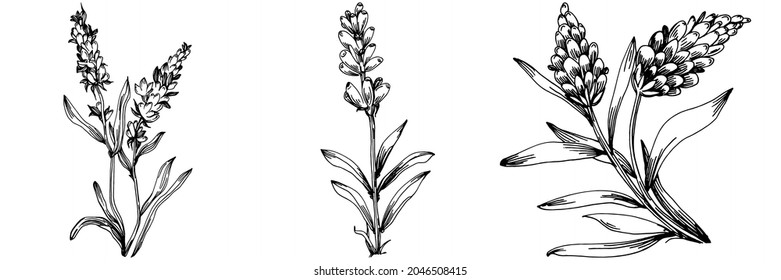 Lavender Isolated sketch illustration. Hand drawn element for wedding herb, plant or monogram with elegant leaves for invitation save the date card design. Botanical rustic trendy greenery.