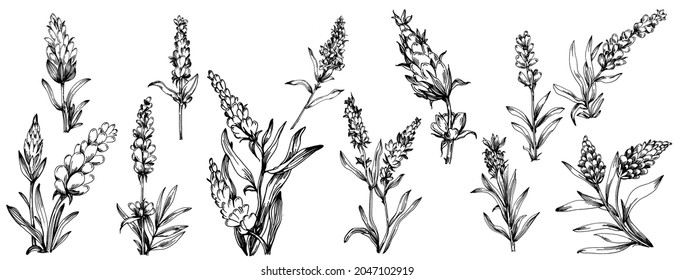 Lavender Isolated sketch illustration. Hand drawn element for wedding herb, plant or monogram with elegant leaves for invitation save the date card design. Botanical rustic trendy greenery.