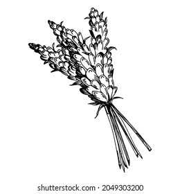 Lavender Isolated sketch illustration. Hand drawn element for wedding herb, plant or monogram with elegant leaves for invitation save the date card design. Botanical rustic trendy greenery.