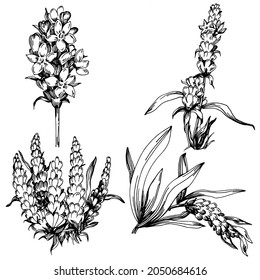 Lavender Isolated sketch illustration. Hand drawn element for wedding herb, plant or monogram with elegant leaves for invitation save the date card design. Botanical rustic trendy greenery.