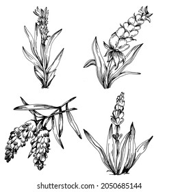 Lavender Isolated sketch illustration. Hand drawn element for wedding herb, plant or monogram with elegant leaves for invitation save the date card design. Botanical rustic trendy greenery.