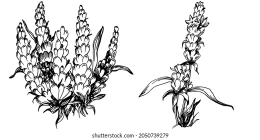 Lavender Isolated sketch illustration. Hand drawn element for wedding herb, plant or monogram with elegant leaves for invitation save the date card design. Botanical rustic trendy greenery.