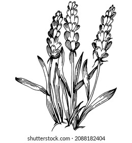 Lavender Isolated sketch illustration. Hand drawn element for wedding herb, plant or monogram with elegant leaves for invitation save the date card design. Botanical rustic trendy greenery.