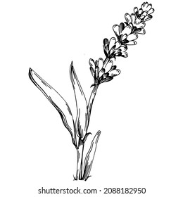 Lavender Isolated sketch illustration. Hand drawn element for wedding herb, plant or monogram with elegant leaves for invitation save the date card design. Botanical rustic trendy greenery.