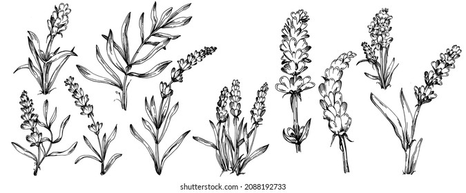 Lavender Isolated Sketch Illustration Hand Drawn Stock Vector (Royalty ...