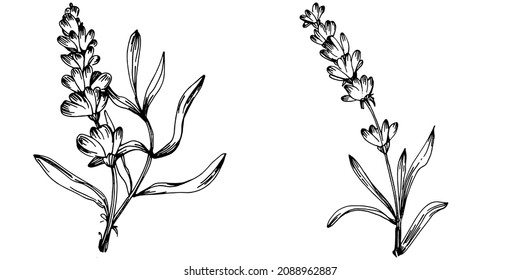 Lavender Isolated sketch illustration. Hand drawn element for wedding herb, plant or monogram with elegant leaves for invitation save the date card design. Botanical rustic trendy greenery.