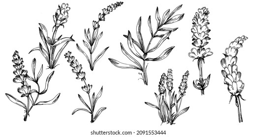 Lavender Isolated sketch illustration. Hand drawn element for wedding herb, plant or monogram with elegant leaves for invitation save the date card design. Botanical rustic trendy greenery.