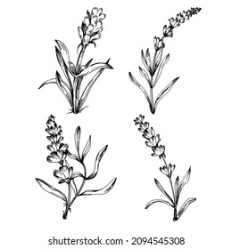 Lavender Isolated sketch illustration. Hand drawn element for wedding herb, plant or monogram with elegant leaves for invitation save the date card design. Botanical rustic trendy greenery.