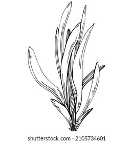 Lavender Isolated sketch illustration. Hand drawn element for wedding herb, plant or monogram with elegant leaves for invitation save the date card design. Botanical rustic trendy greenery.