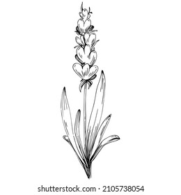 Lavender Isolated sketch illustration. Hand drawn element for wedding herb, plant or monogram with elegant leaves for invitation save the date card design. Botanical rustic trendy greenery.