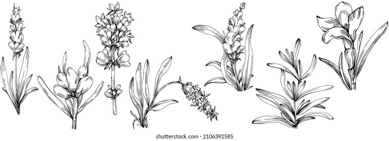 Lavender Isolated sketch illustration. Hand drawn element for wedding herb, plant or monogram with elegant leaves for invitation save the date card design. Botanical rustic trendy greenery.