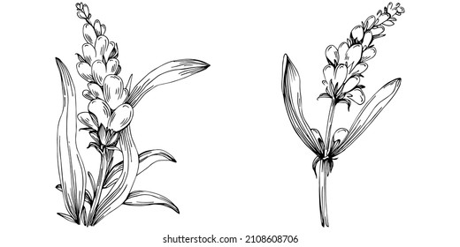 Lavender Isolated sketch illustration. Hand drawn element for wedding herb, plant or monogram with elegant leaves for invitation save the date card design. Botanical rustic trendy greenery.