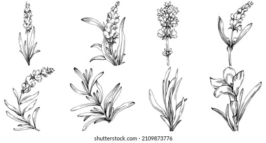 Ilustración de boceto aislado de lavanda. Elementos dibujados a mano para hierba de boda, planta o monograma con hojas elegantes para invitación, ahorran el diseño de la tarjeta de fecha. Verdor botánico rústico de moda.