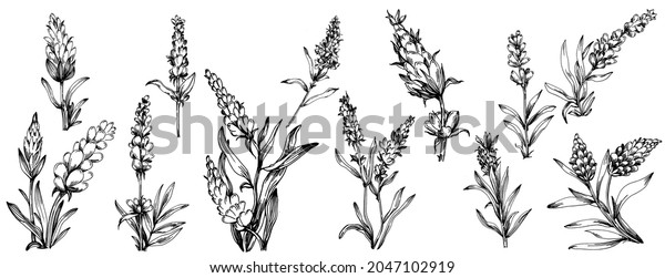 Lavender Isolated Sketch Illustration Hand Drawn Stock Vector (Royalty ...