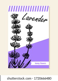 Lavender label, sticker and card for wildflower honey products.t. Black line lavender. Vector hand drawn tea herb Illustration set. Beautiful vector hand drawn lavender tea herb Illustration