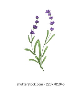 Lavanda, flores de lavanda. Lavendar salvaje de campo, lavandula. Dibujo floral botánico de lavander. Flores silvestres de la Provenza francesa. Ilustración vectorial retro dibujada aislada en fondo blanco