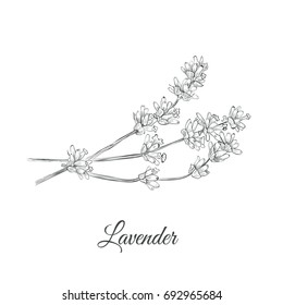 Lavender (Lavandula latifolia cineolifera) sketch vector illustration. Lavender hand drawing sketch for design