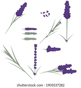 Lavendelblumen Blätter. Kräuterpflanzensatz