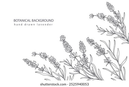 Lavanda Linha Art. Botânica Fundo moderno lavanda minimalista. Modelo de fundo de borda floral desenhado à mão. Ilustração Floral de Arte Linear. Contorno da Borda Lavanda. Luxo Linha Floral Arte.