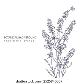 Lavender Line Art. Botanical Background trendy minimalist lavender. Hand drawn floral border background template. Floral Line Art Illustration. Lavender Border Outline. Luxury Line Floral Art.