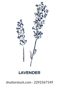 Vector de arte de línea de lavanda ilustración botánica sobre fondo blanco