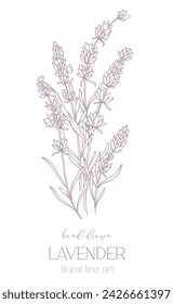 Dibujo de línea de lavanda. Ramos de flores en blanco y negro. Página para colorear flores. Ilustración de la línea fina de la lavanda. Flores dibujadas a mano Coloración Botánica. Invitación de boda flores
