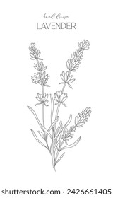 Dibujo de línea de lavanda. Marcos florales en blanco y negro. Ilustración de la línea fina de la lavanda. Flores con contorno dibujado a mano. Página para colorear botánica. Invitación de boda flores