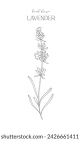 Dibujo de línea de lavanda. Marcos florales en blanco y negro. Ilustración de la línea fina de la lavanda. Flores con contorno dibujado a mano. Página para colorear botánica. Invitación de boda flores