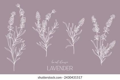 Dibujo de línea de lavanda. Ramos de flores en blanco y negro. Página para colorear flores. Ilustración de la línea fina de la lavanda. Flores dibujadas a mano Coloración Botánica. Invitación de boda flores
