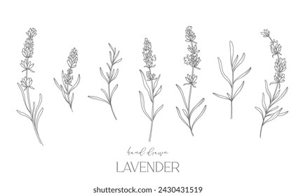 Dibujo de línea de lavanda. Ramos de flores en blanco y negro. Página para colorear flores. Ilustración de la línea fina de la lavanda. Flores dibujadas a mano Coloración Botánica. Invitación de boda flores
